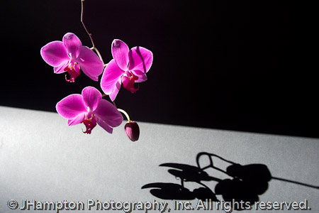 Morning Orchids