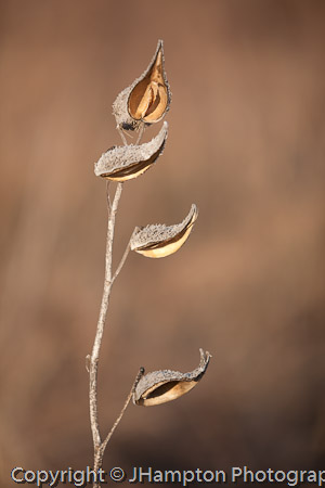 Milkweed: Launched